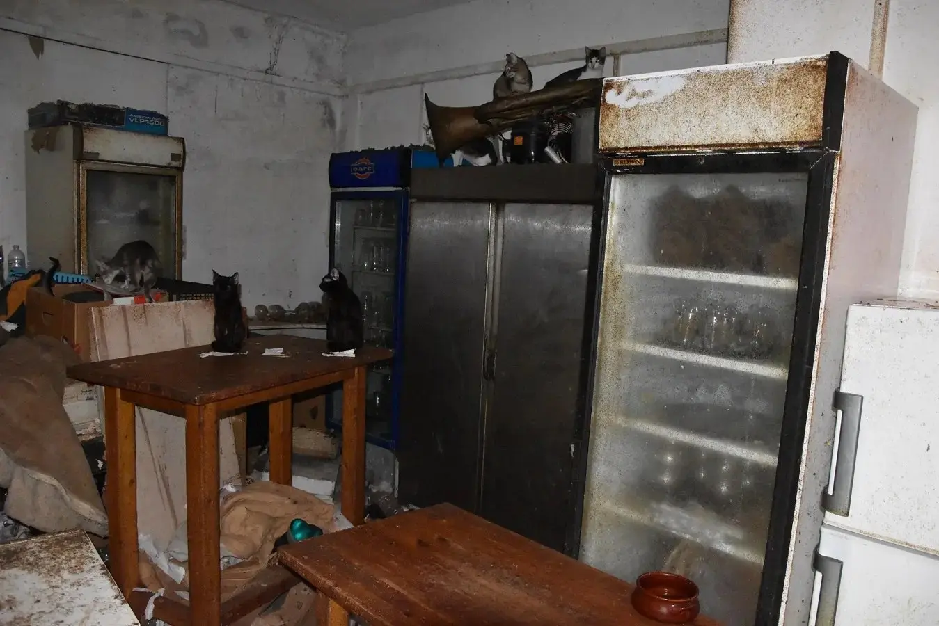 κακοποίηση γατών Νάξος