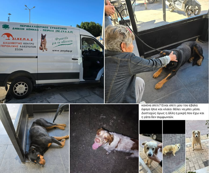 Screenshot_427 Αδέσποτα ζώα Πέραμα δράση Δήμου