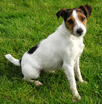 Parson_Russell_Terrier Αίγινα νεκρός σκύλος