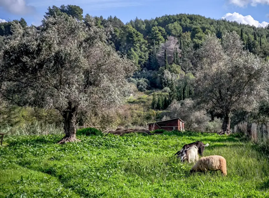 b6cc46e884a31ce5009bb373b1c2694f_XL αφθώδης πυρετός Λέσβος κτηνοτροφία