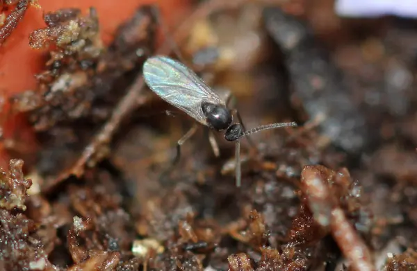 teaser-fungus-gnats-pests-diseases μυγάκια Νίκαια Δραπετσώνα πρόβλημα