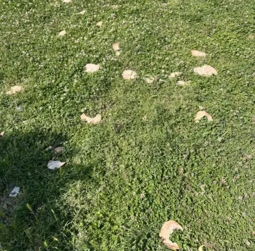πλατεία Κορυδαλλός σκουπίδια καταγγελία