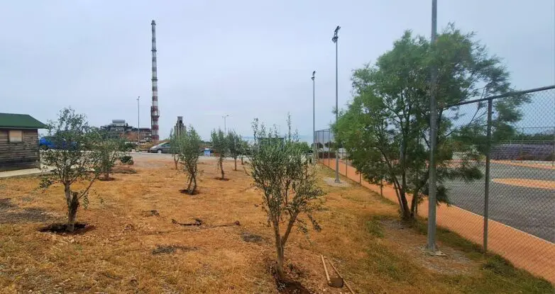 52 ελιές από την Πάτρα «μετακόμισαν» στο Κερατσίνι – Ανάμεσά τους δύο αιωνόβιες