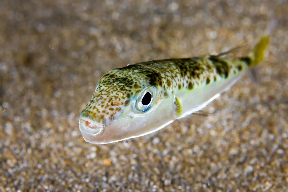 Juvenile,Silver-cheeked,Toadfish,From,Cyprus Ο «δολοφόνος» της θάλασσας στα ελληνικά νερά - Τι πρέπει να ξέρετε για τον λαγοκέφαλο