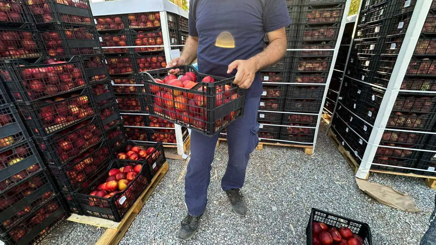 διανομή φρούτων Κερατσίνι Δραπετσώνα