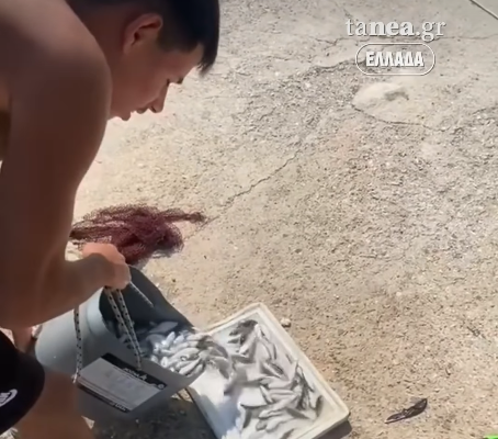 λαγοκέφαλοι