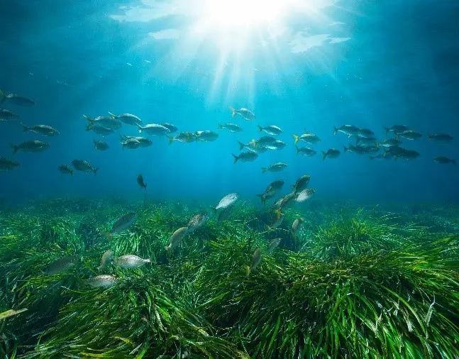 posidonia project Ίδρυμα Λασκαρίδη
