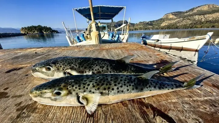λαγοκέφαλος κίνδυνος