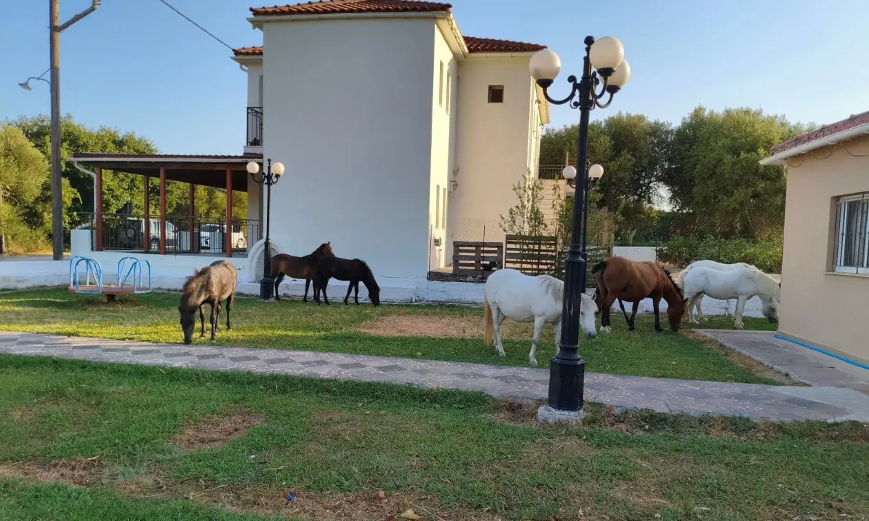 Κεφαλονιά: Πυροβολούν εν ψυχρώ τα ημιάγρια άλογα του Αίνου - «Έγκλημα» καταγγέλλουν φιλοζωικές οργανώσεις