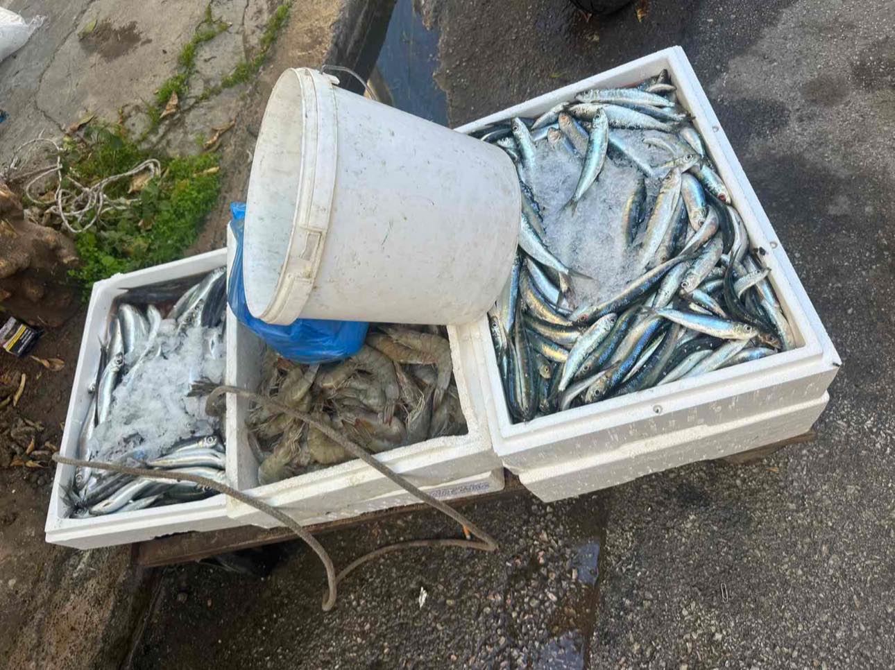 «Έλεγχος στην Α’ Λαϊκή Αγορά Πειραιά – Κατάσχεση 150 κιλών ψαριών»