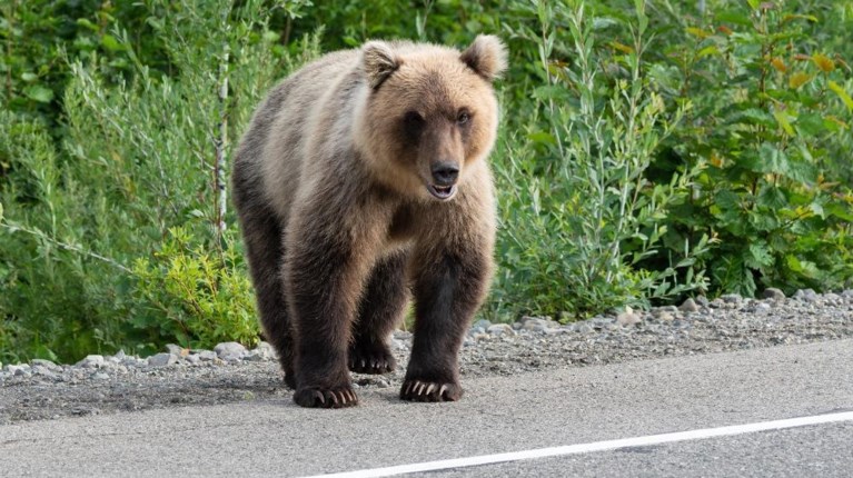 Αποκεφαλισμένη αρκούδα στη Δράμα – Έγκλημα κατά της άγριας ζωής