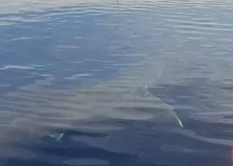 καρχαρίας 5 μέτρων στην Κάρπαθο καταβροχθίζει τόνο