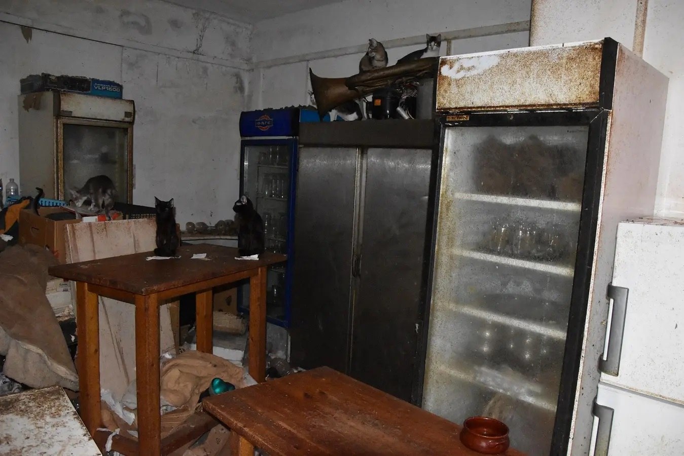 κακοποίηση γατών Νάξος