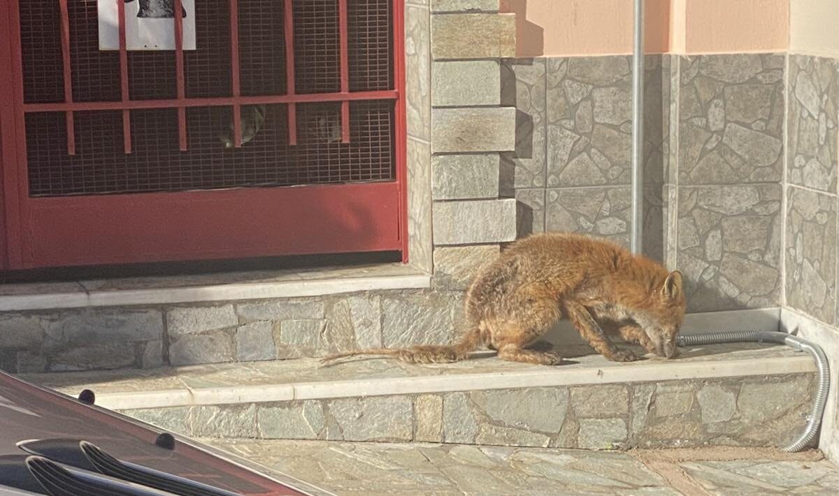 Αλεπού με συμπτώματα ψώρας στο Σχιστό Κορυδαλλού