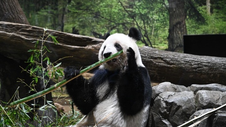 δίδυμα γιγάντια πάντα Σιάο Σιάο Λέι Λέι Σετσουάν
