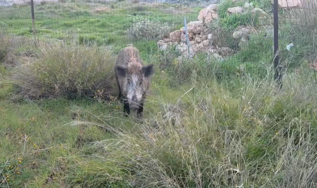 Αγριογούρουνο στο όρος Αιγάλεω στη θέση Πυροβολεία