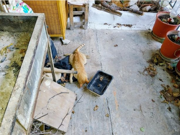 Νεκρές γάτες στη Σαλαμίνα από δηλητηρίαση