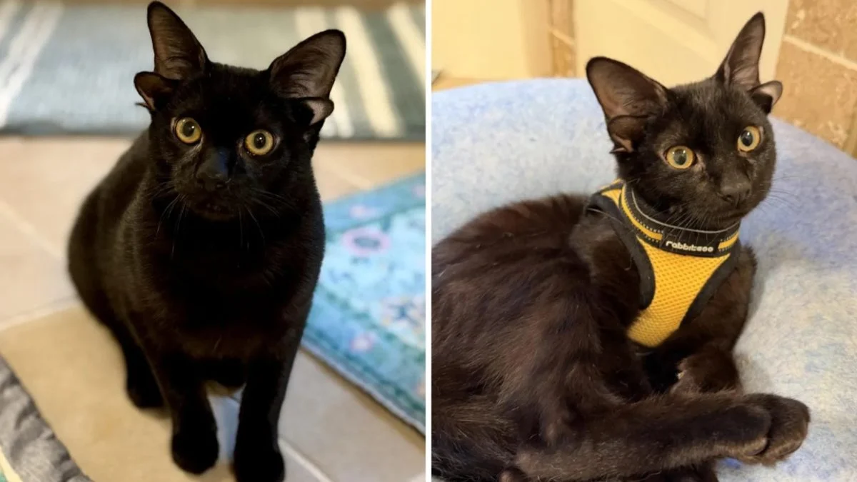 Dobby το γατάκι με τα τέσσερα αυτιά από την Αλαμπάμα