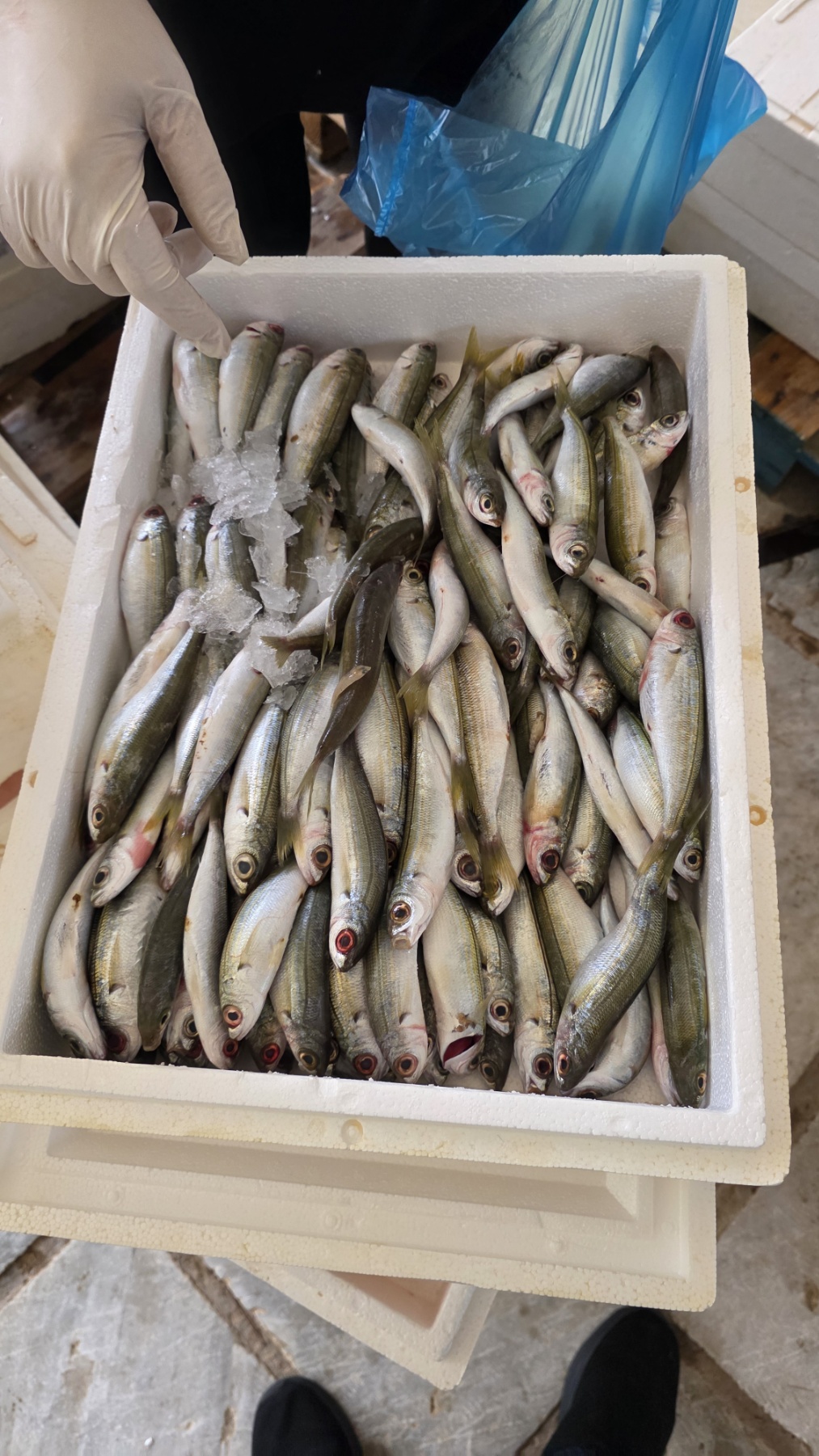 Διανομή φρέσκων ψαριών από την Ιχθυόσκαλα Κερατσινίου στο Πέραμα