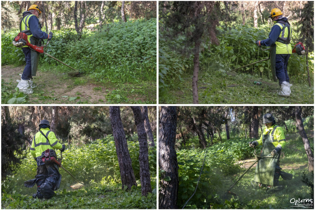 Άλσος Αγίου Φιλίππου Νίκαια δενδροφύτευση