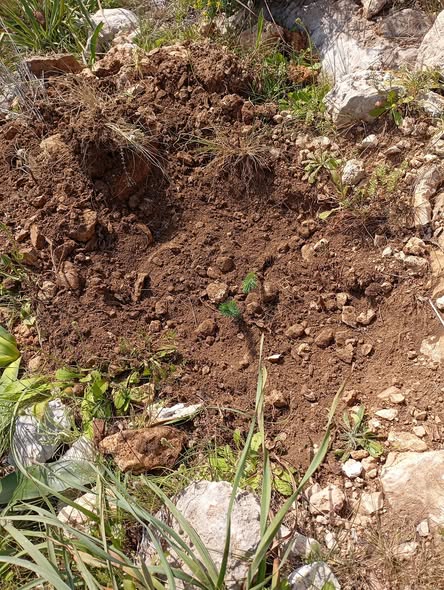 αναδάσωση Ζέστενα Κερατσίνι όρος Αιγάλεω