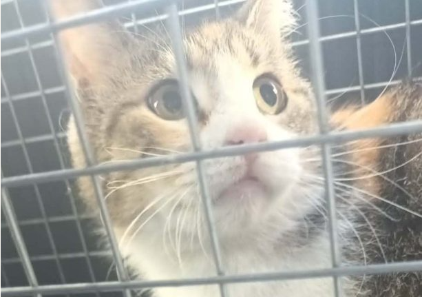 επίθεση σκύλου γάτα Κερατσίνι