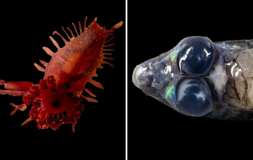 θαλάσσια πλάσματα Καραϊβική βαθιά θάλασσα