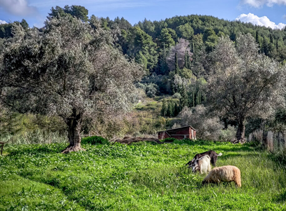 αφθώδης πυρετός Λέσβος κτηνοτροφία