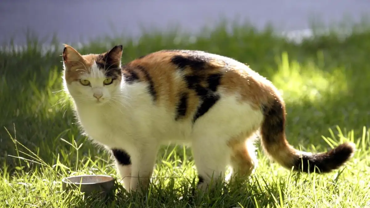 πινακίδες προστασίας αδέσποτων ζώων στη Σαλαμίνα