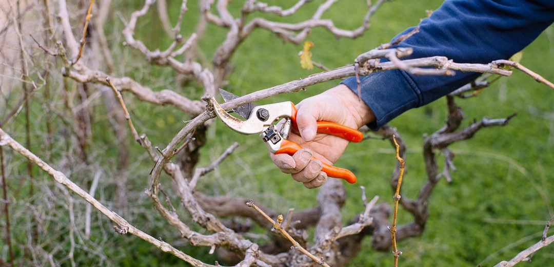 κλαδέματα Πειραιάς Δεληγιώργη στάθμευση καταγγελία