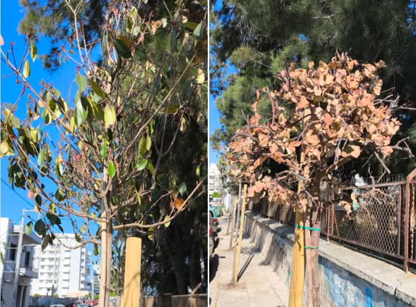 δεντροφύτευση Καμίνια Πειραιάς ξεράθηκαν