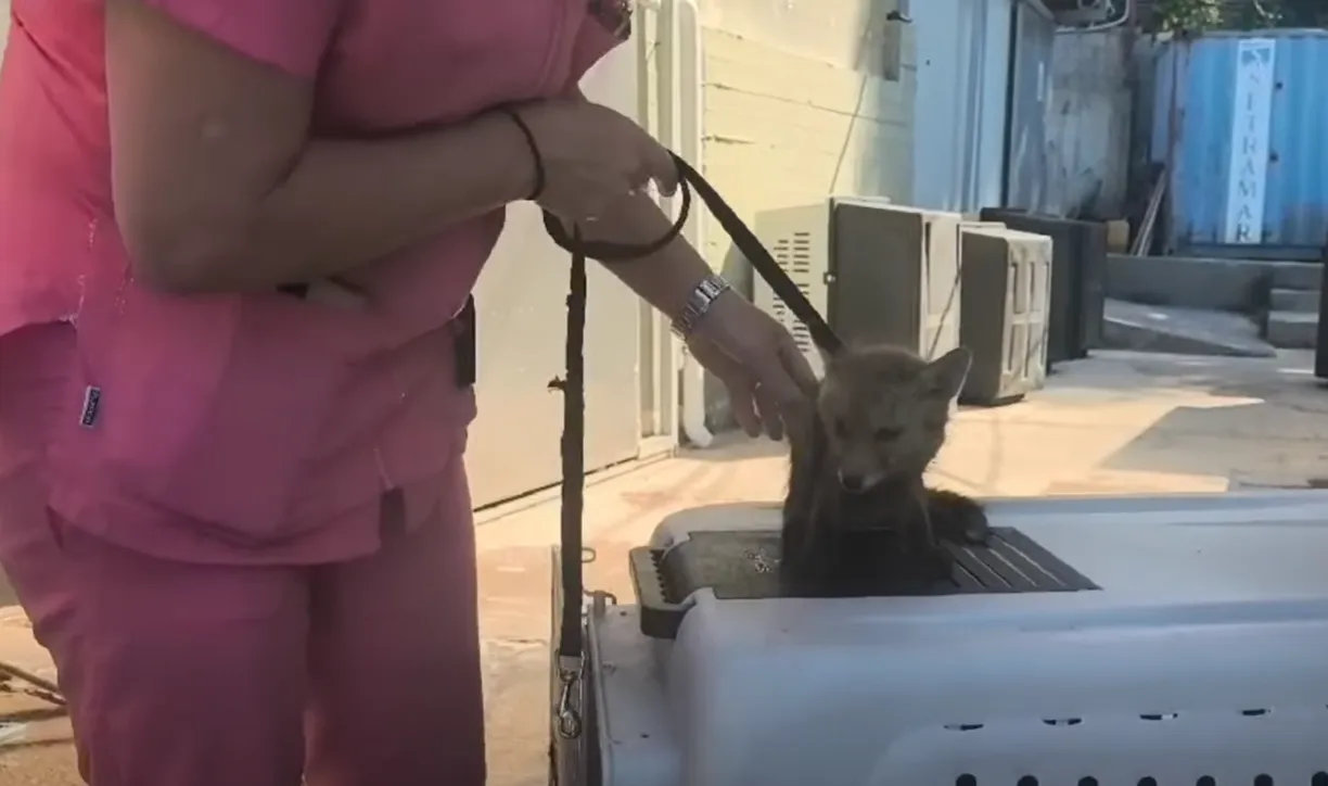 διάσωση αλεπού Κερατσίνι ΔΙΚΕΠΑΖ ΑΝΙΜΑ