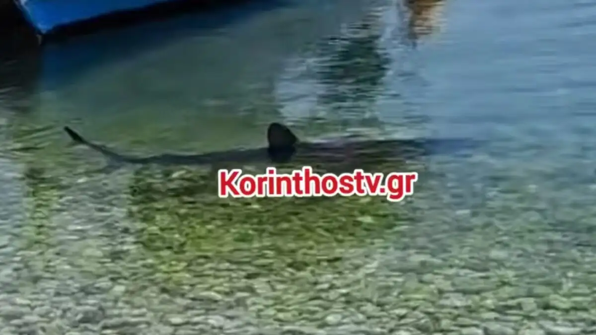 karxarias-korinthostv-1200x675 καρχαρίας Κόρινθος Λουτρά Ωραίας Ελένης 2026