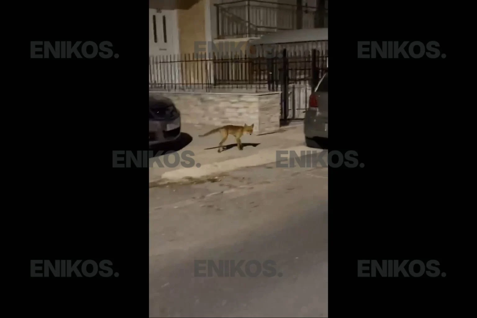 Αλεπού έκανε βόλτα σε γειτονιά της Νεάπολης στη Νίκαια – Την κατέγραψε αναγνώστης σε βίντεο